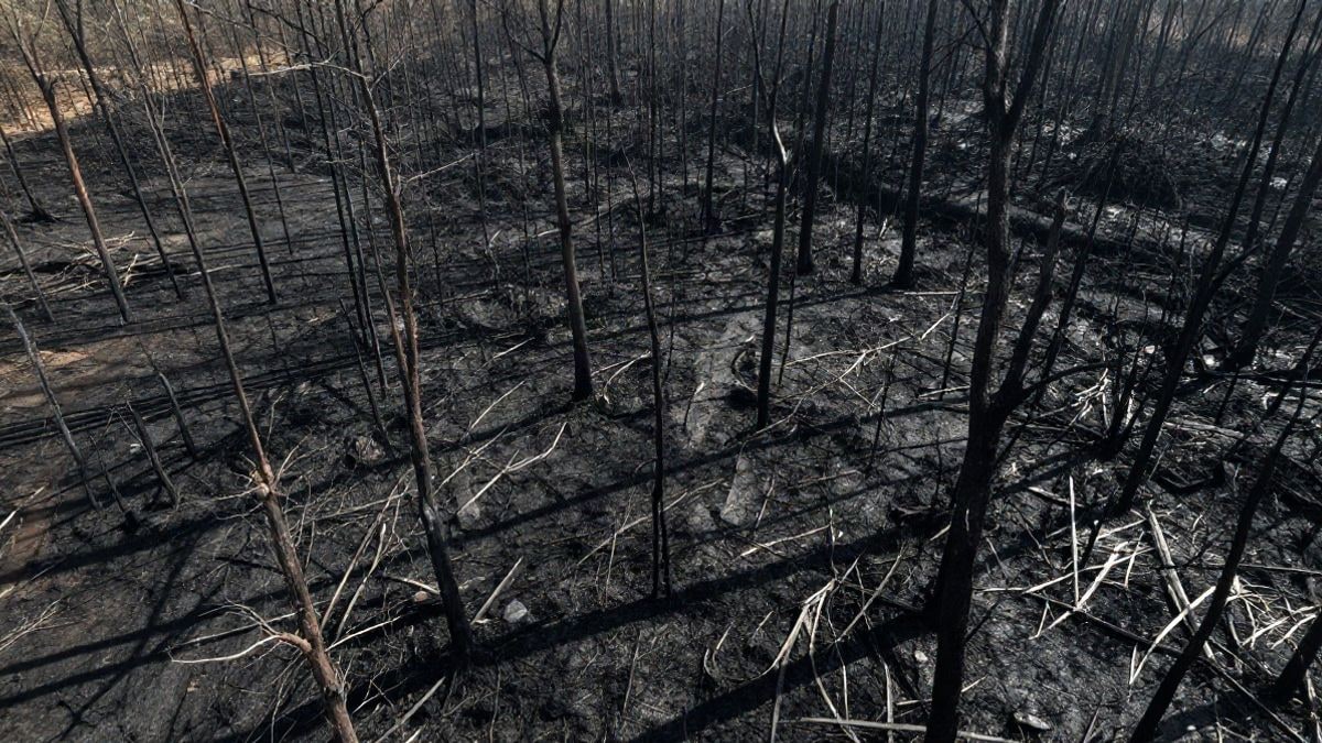 Imagen ilustrativa: vista aérea de un extenso bosque quemado con árboles calcinados y una pequeña figura humana en la distancia.