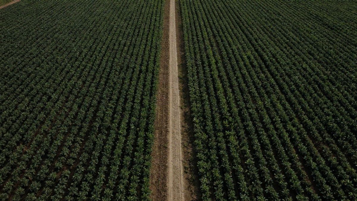 Imagen ilustrativa: vista cenital de campos de cultivo con hileras y un camino rural