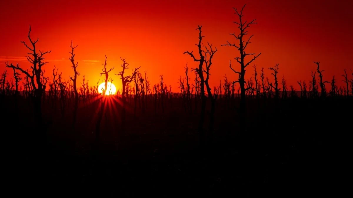 Imagen ilustrativa: un paisaje forestal quemado al atardecer, con troncos calcinados y sombras alargadas sobre el suelo ennegrecido.