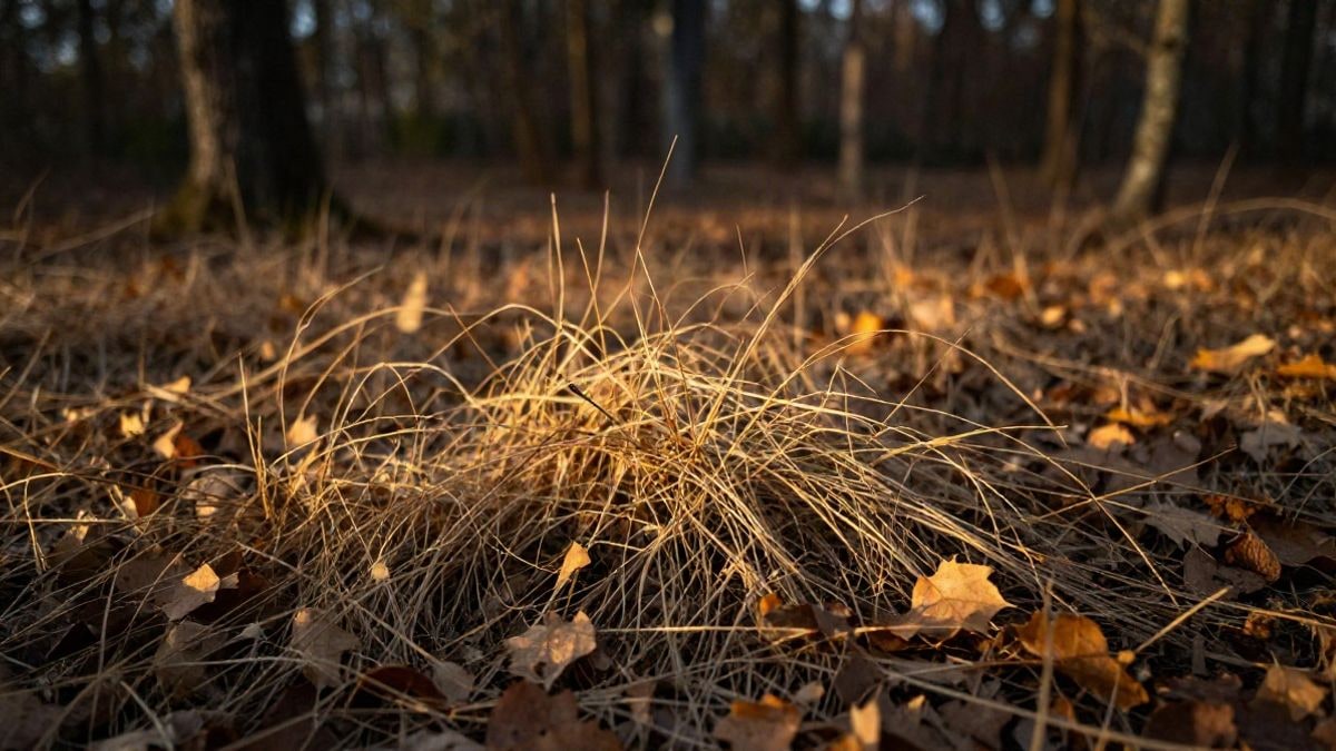 Imagen ilustrativa: detalle de hierba seca y hojas caídas en el suelo de un bosque otoñal