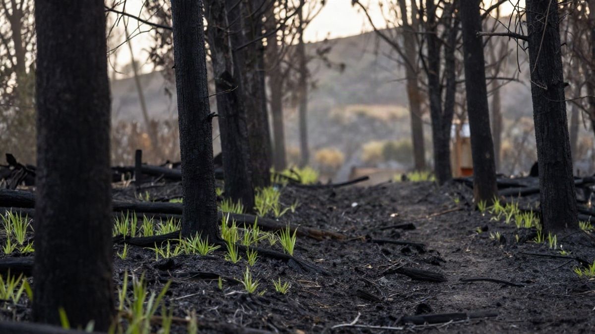 Imagen ilustrativa: sendero forestal tras un incendio con troncos quemados y brotes verdes