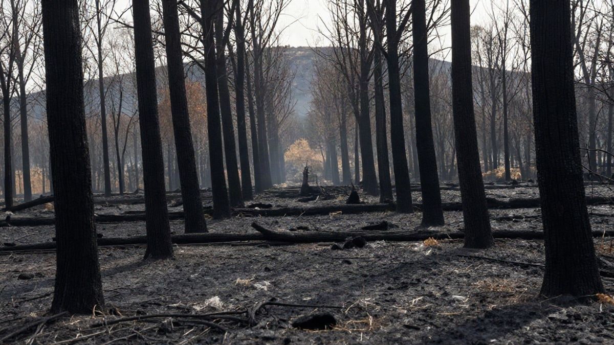 Imagen ilustrativa: paisaje forestal calcinado con troncos carbonizados y ceniza en el suelo