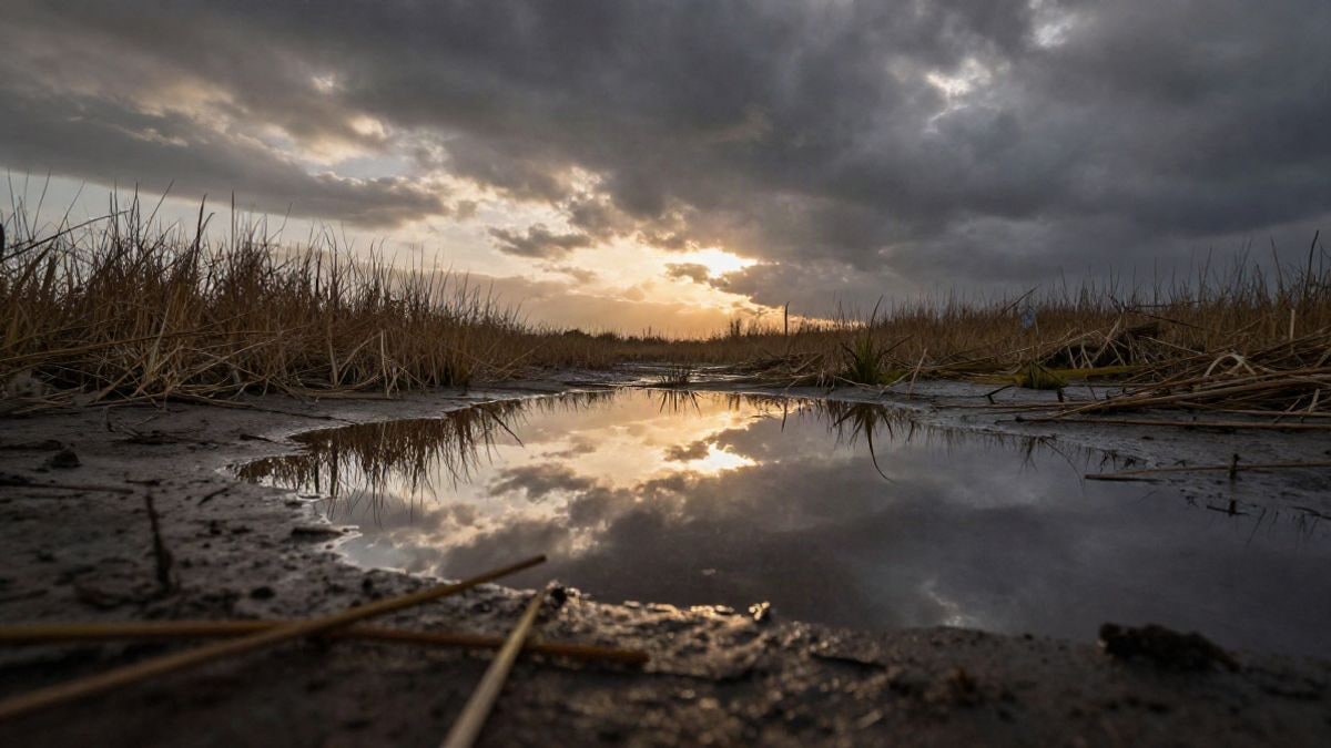 Imagen ilustrativa: charca de marisma reflejando un cielo de atardecer, con juncos en primer plano