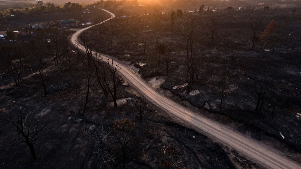 Imagen ilustrativa: vista aérea de un terreno forestal quemado al atardecer, con árboles calcinados y un camino rural.