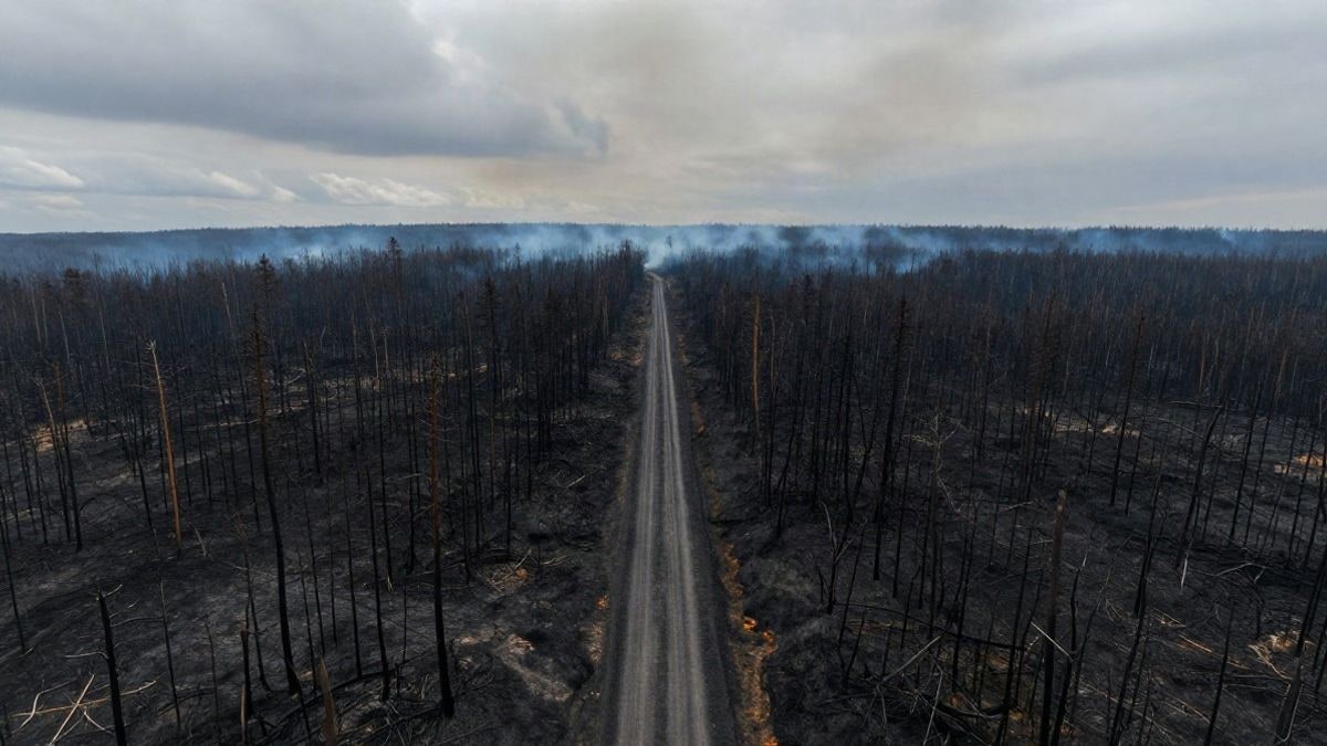 Imagen ilustrativa: vista aérea de un extenso bosque quemado con troncos calcinados y humo en el horizonte