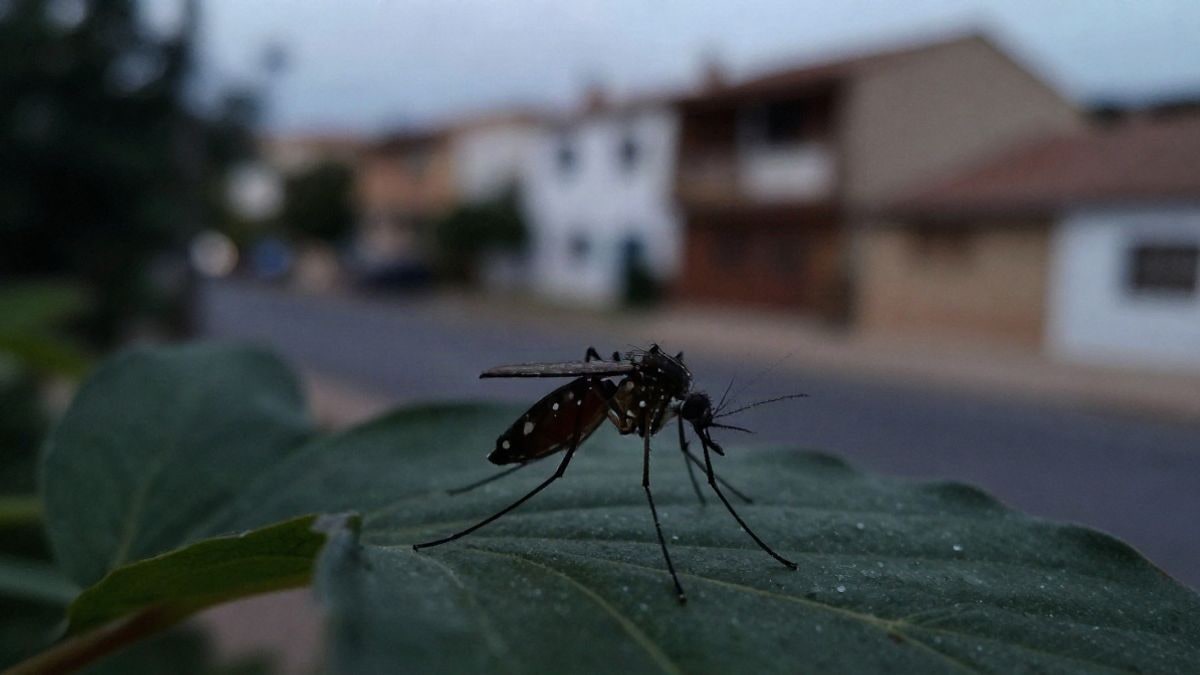 Imagen ilustrativa: un mosquito sobre una hoja al atardecer, con fondo desenfocado de viviendas.