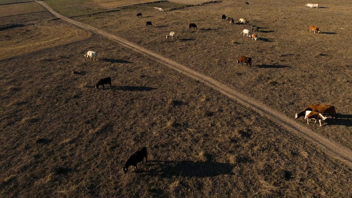 Imagen ilustrativa: vista cenital de un paisaje rural con ganado disperso en pastos secos