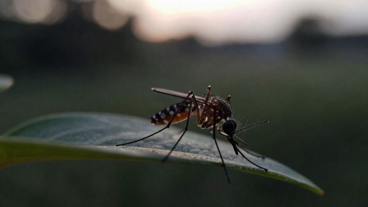 Imagen ilustrativa: un mosquito sobre una hoja a contraluz, con fondo desenfocado