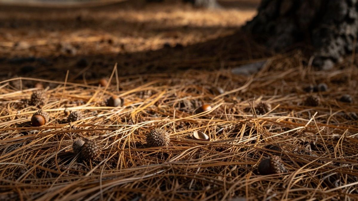 Imagen ilustrativa: detalle del suelo de un pinar con agujas secas y bellotas bajo luz otoñal
