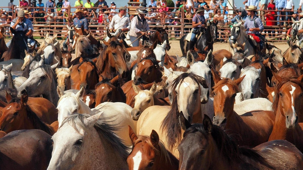 Multitud de caballos y yeguas apiñados en el recinto de la Saca de las Yeguas, con jinetes al fondo.