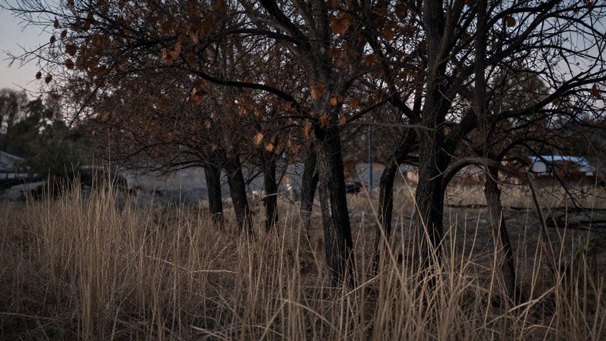 Imagen ilustrativa: un cementerio rural al atardecer con algunos árboles afectados por el fuego y un ligero humo en el ambiente.