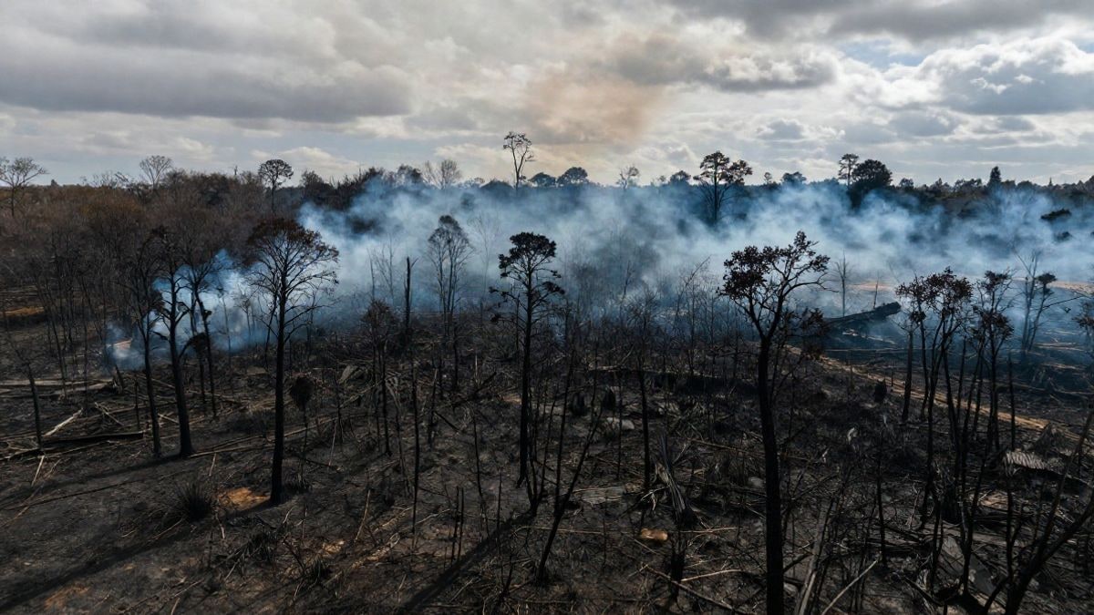 Imagen ilustrativa: paisaje forestal quemado con árboles calcinados y humo en el horizonte