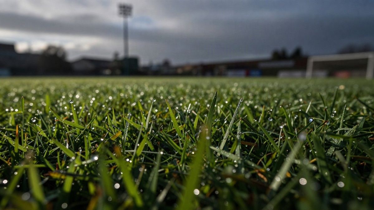 Imagen ilustrativa: primer plano de hierba recién cortada en un campo de fútbol al amanecer, con gotas de rocío
