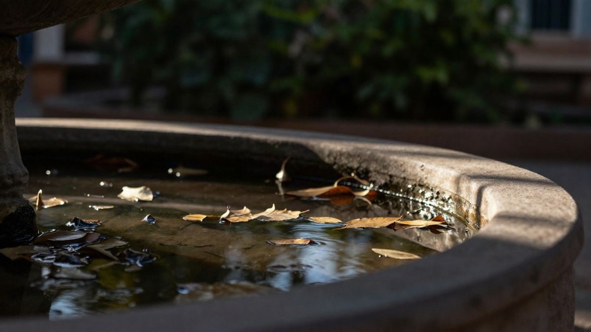 Imagen ilustrativa: un recipiente de jardín con agua estancada y hojas secas al atardecer, con el fondo desenfocado
