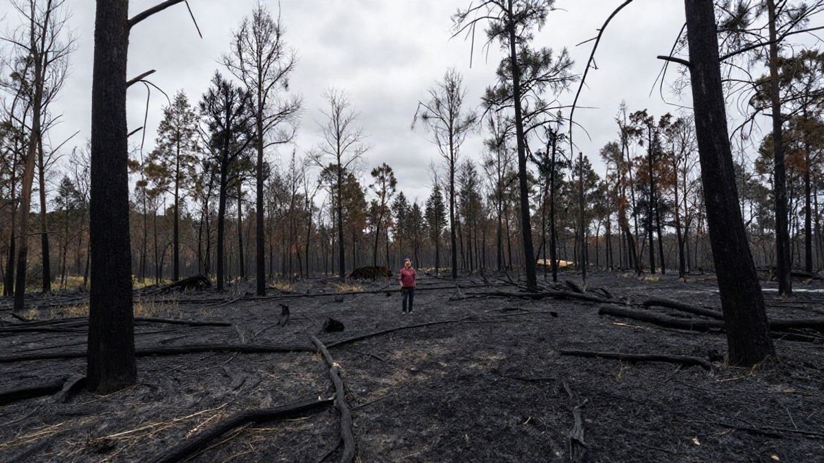 Imagen ilustrativa: paisaje forestal calcinado con troncos carbonizados y suelo cubierto de ceniza bajo un cielo amplio