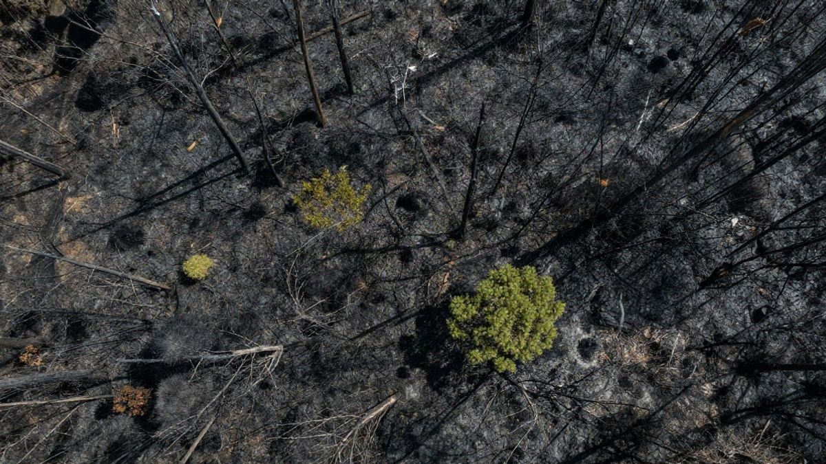 Imagen ilustrativa: vista cenital de una zona forestal con rastro de incendio